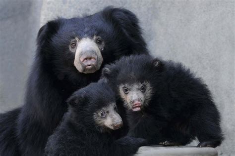 Sloth Bear Cubs At Brookfield Zoo: Mama Hani Welcomes Litter Of Baby ...