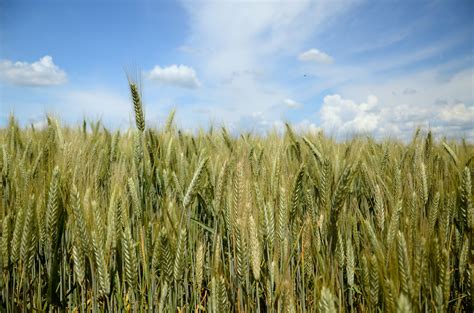 Fotos Gratis Paisaje C Sped Cielo Heno Prado Trigo Grano