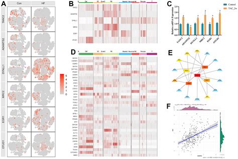 Identification Of Tgf Related Genes In Cardiac Hypertrophy And Heart