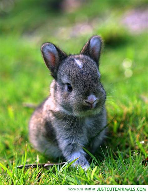 Cute Baby Bunnies Wallpaper - WallpaperSafari