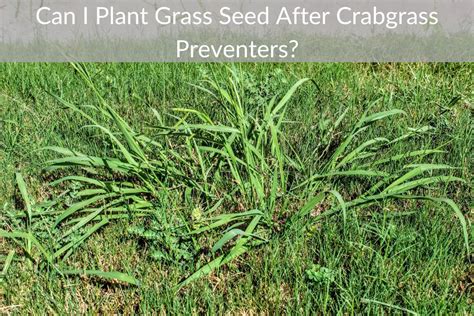 Can I Plant Grass Seed After Crabgrass Preventers Just Yardz