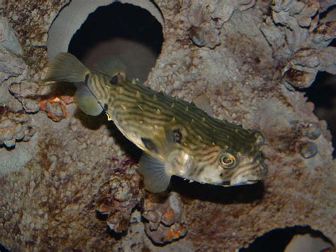 The Online Zoo - Striped Burrfish