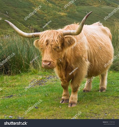 Highland Cow Shaggy Golden Hair Long Stock Photo 117707194 Shutterstock