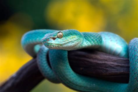 Free Photo | Blue viper snake on branch viper snake blue insularis