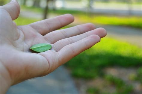 Premium Photo Cropped Image Of Hand Holding Green Leaf