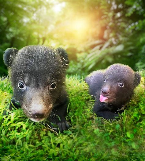 Himalayan black bear cubs born at Taman Safari Bali