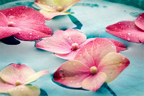 Petal Floating On Water Stock Photos Pictures And Royalty Free Images