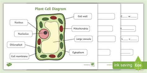 plant cell diagram worksheets
