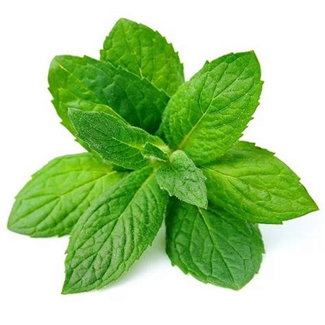 Double Mint Flavour, For Food Industry at Rs 1000/kilogram in Navi Mumbai | ID: 10517519191