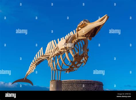 Whale skeleton displayed at Fuerteventura, Canary islands, Spain Stock ...