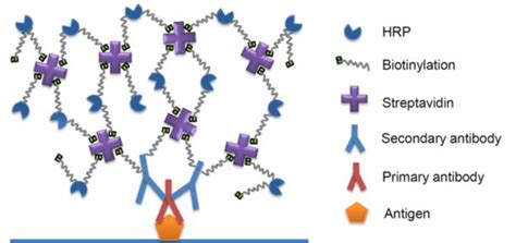 辣根过氧化物酶标记链霉亲和素hrp Streptavidin实验步骤化工仪器网
