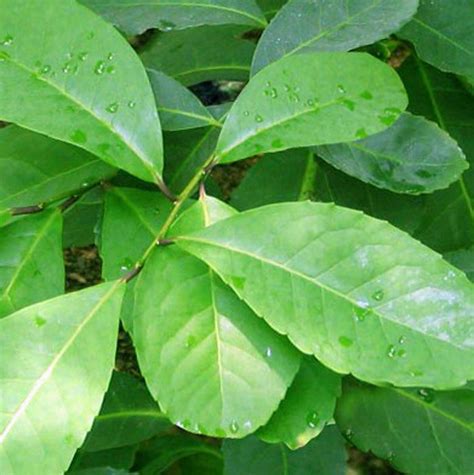 Yerba Mate Ilex Paraguariensis Semillas