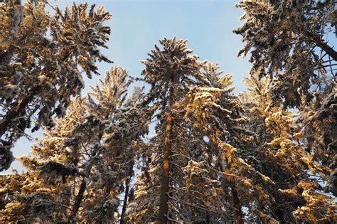 El Abeto Picea Es Un Rbol De Con Feras De Hoja Perenne De La Familia