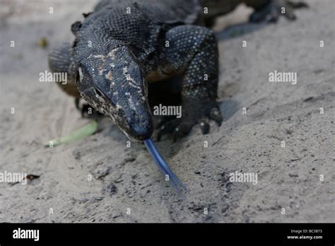 Monitor Lizard Philippines Hi Res Stock Photography And Images Alamy