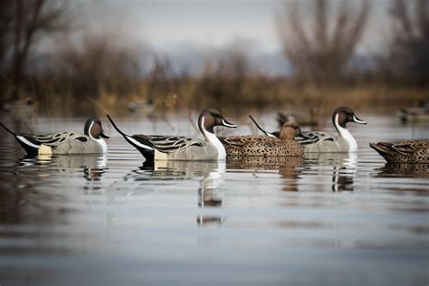 Duck Decoys – Tanglefree Shop