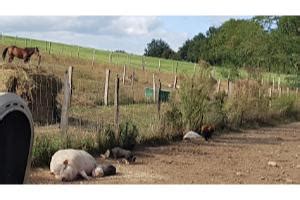 Ferme et exploitation agricole à Chavanoz 38230