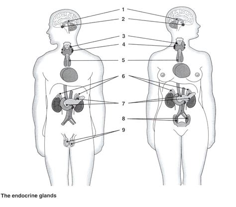 Endocrine System Labeling Diagram Quizlet