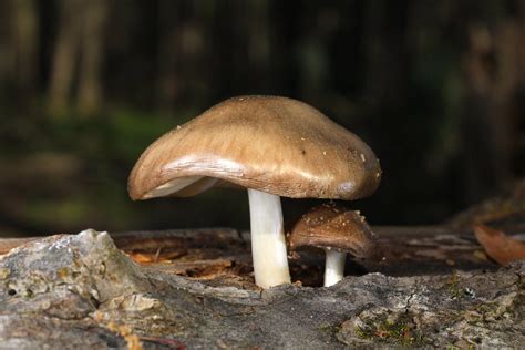 Pluteus Cervinus Rocky Houghtby Flickr