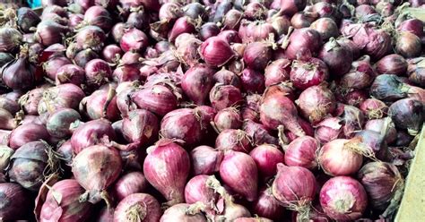 DA Gives P100 M Aid For Onion Growers Links Them To Sure Markets