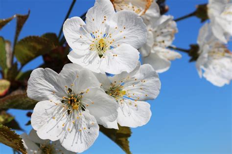 Cherry Growing Guide Herbeins Garden Center