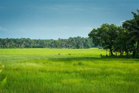 Paddy In Kerala Stock Photo Image Of Paddy Traditional