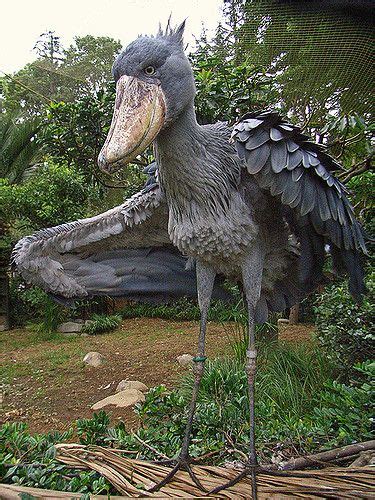 Shoebill | Shoebill, Unusual animals, Shoebill bird