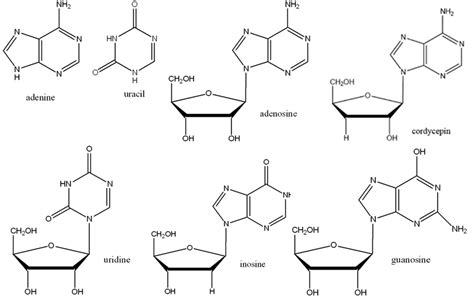 Chemical Structures Of Nucleosides And Nucleobases Download Scientific Diagram