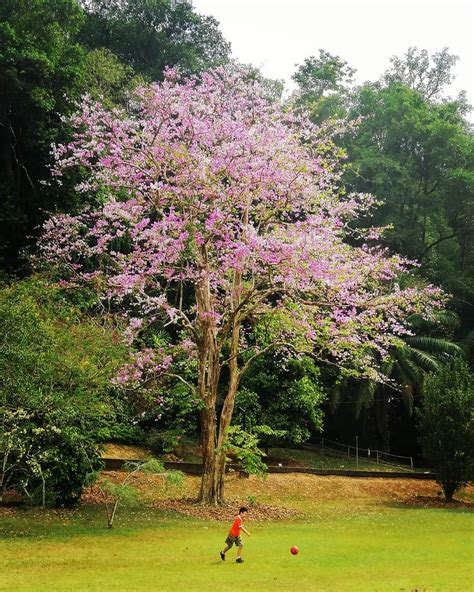 LAGERSTROEMIA - Nature Nursery - Central India's Biggest Nursery in Indore