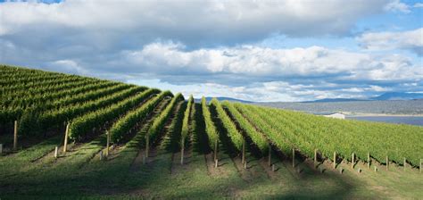 10 Of The Best Tasmanian Wines And Wineries In 2021