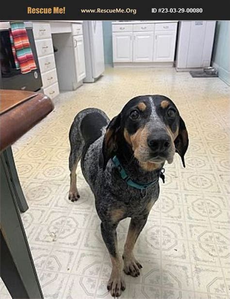 ADOPT 23032900080 Bluetick Coonhound Rescue Monterey VA