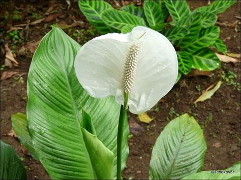 Fleur De Lune Ou Lys De La Paix Jardim