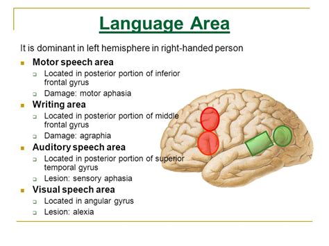 All languages speak syllables at about the same rate. Neuroscientists ...