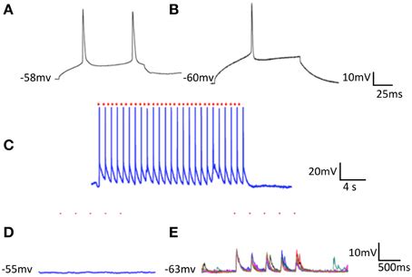 Frontiers Rebuilding A Realistic Corticostriatal Social Network