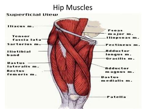 Ppt Hip Muscles Powerpoint Presentation Free Download Id 2019850