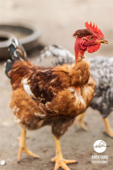 5 Reasons To Love Your Naked Neck Chickens Chickens Backyard