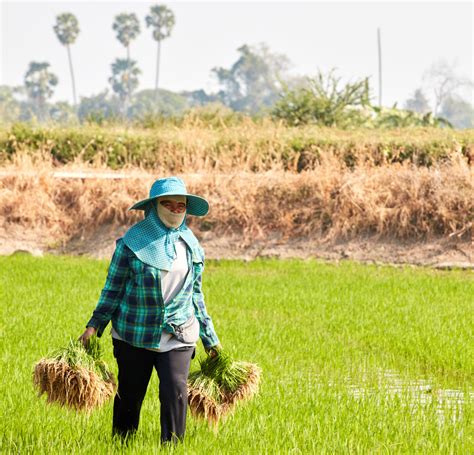 Olam On Twitter More Than 90 Of Rice Is Produced Consumed In Asia