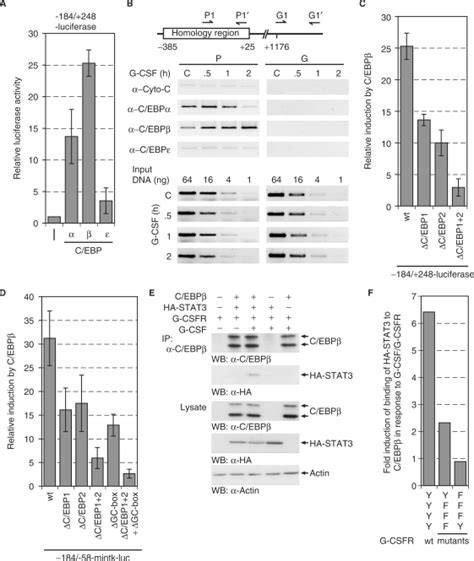 C Ebp Proteins Regulate The Mad1 Promoter A The 184 To 248 Mad1