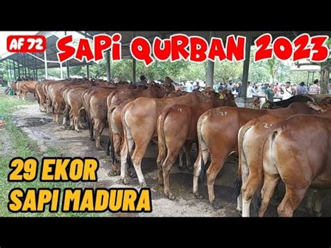 Sapi Madura Harga Jt Jt Nego Harga Sapi Qurban Pasar