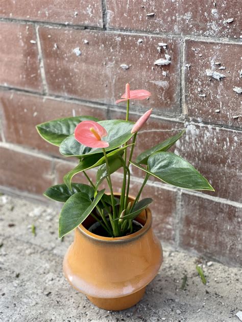 Anthurium Champion Spirit Jungle Boogie