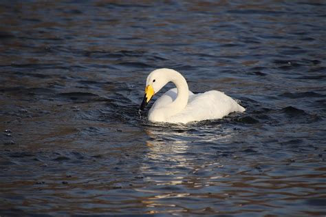 Swan Water Bird Habitat - Free photo on Pixabay - Pixabay