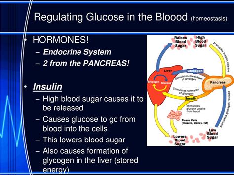 Ppt Physiology Homeostasis Powerpoint Presentation Free Download