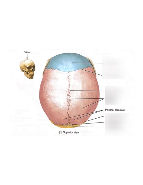 Lab 3 - Axial Skeleton: Skull 11 Diagram | Quizlet