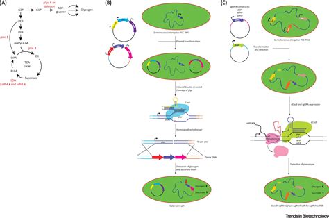 Crispr Based Technologies For Metabolic Engineering In Cyanobacteria