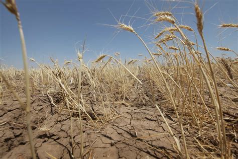 Drought-resistant crops that could save humanity