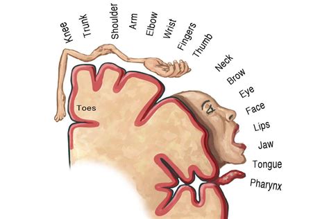 Updated Brain Map Reveals How We Control The Movement Of Our Bodies