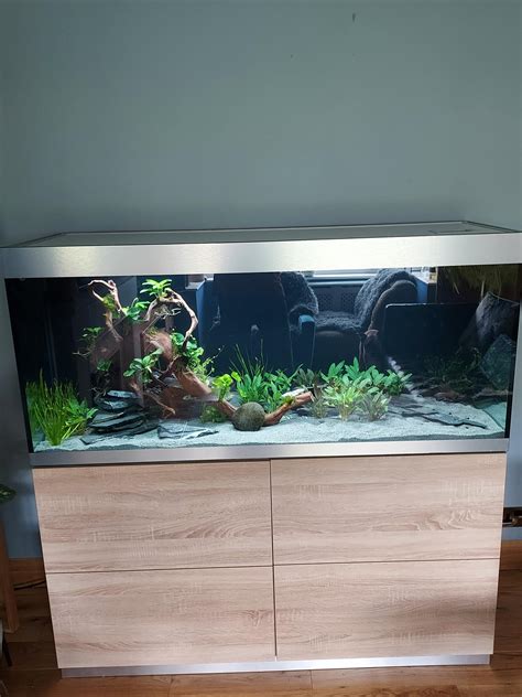 Plants in Nearly ready for fish : Aquariums