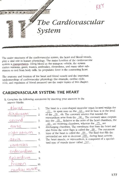 YF 11 Cardiovascular System Review: Anatomy and Physiology Insights