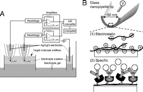 Label Free Biosensing With Functionalized Nanopipette Probes Pnas