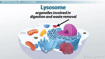 Lysosome | Definition, Function & Structure - Lesson | Study.com