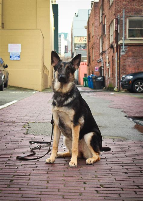 German Shepherd Puppies For Adoption In Wisconsin - FAEDAO